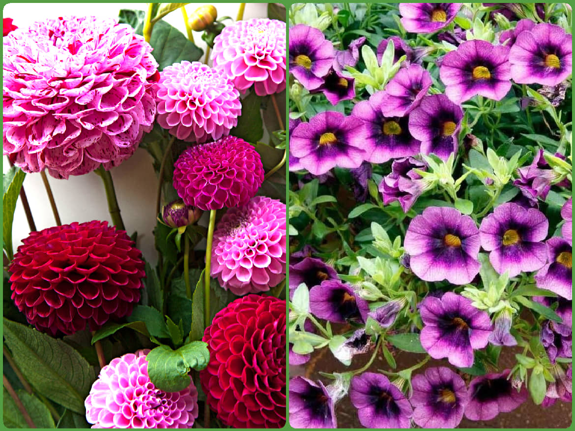 homeagro - Dahlia Mixed Flower ( 25 Seeds )