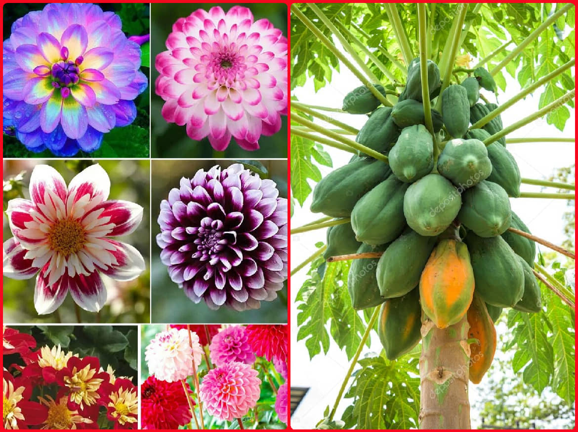 homeagro - Dahlia Mixed Flower ( 25 Seeds )