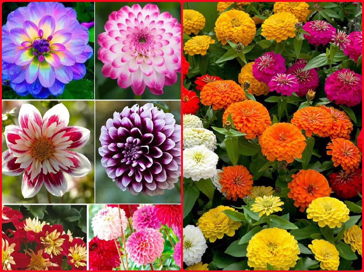 homeagro - Dahlia Mixed Flower ( 25 Seeds )