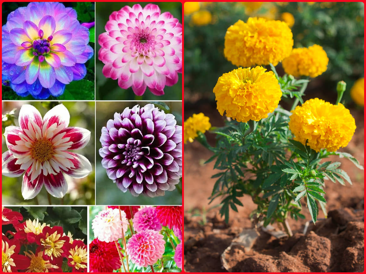homeagro - Dahlia Mixed Flower ( 25 Seeds )