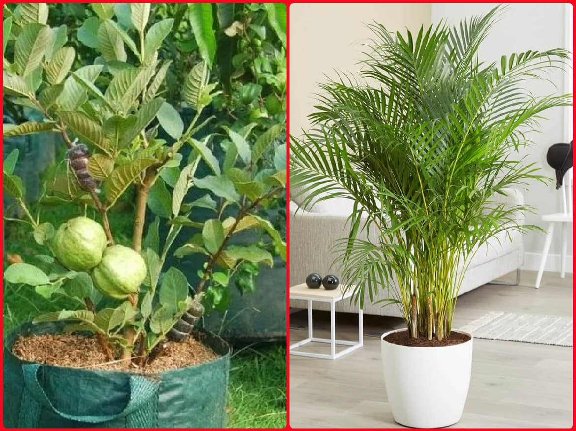 homeagro - Combo of Thailand Guava Fruit ( 100 seed ) and Grapes Fruit ( 20 Seeds )