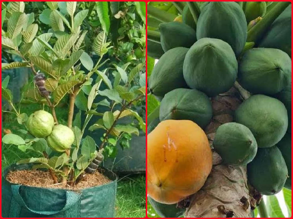     			homeagro - Combo of Thailand Guava Fruit ( 100 seed ) and Papaya F1 Hybrid Fruit ( 50 seed )