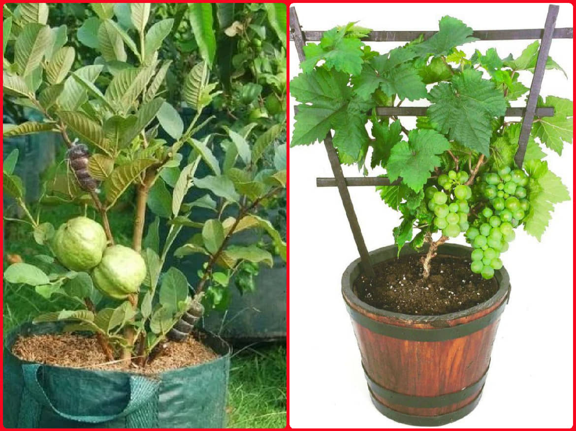 homeagro - Combo of Thailand Guava Fruit ( 100 seed ) and Grapes Fruit ( 20 Seeds )