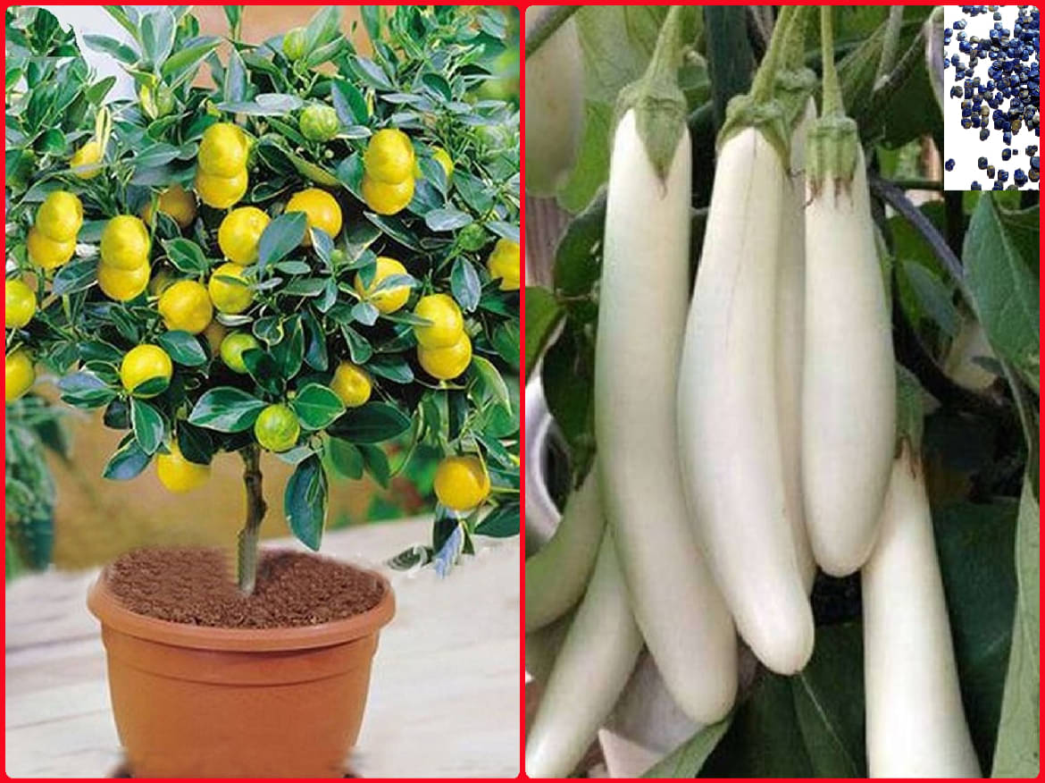 homeagro - Combo of Hybrid lemon Vegetable ( 10 seed ) and White Brinjal Vegetable ( 100 seed ) homeagro - Combo of Hybrid lemon Vegetable ( 10 seed ) and White Brinjal Vegetable ( 100 seed )