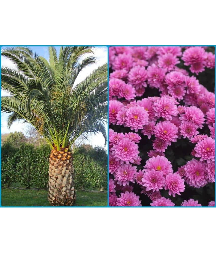 homeagro - Combo of Areca palm Plant ( 5 Seeds ) and Chrysanthemum Flower ( 50 seed )