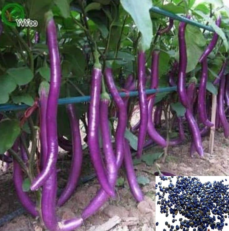 sky star agro & co. - Brinjal Vegetable ( 100 Seeds )