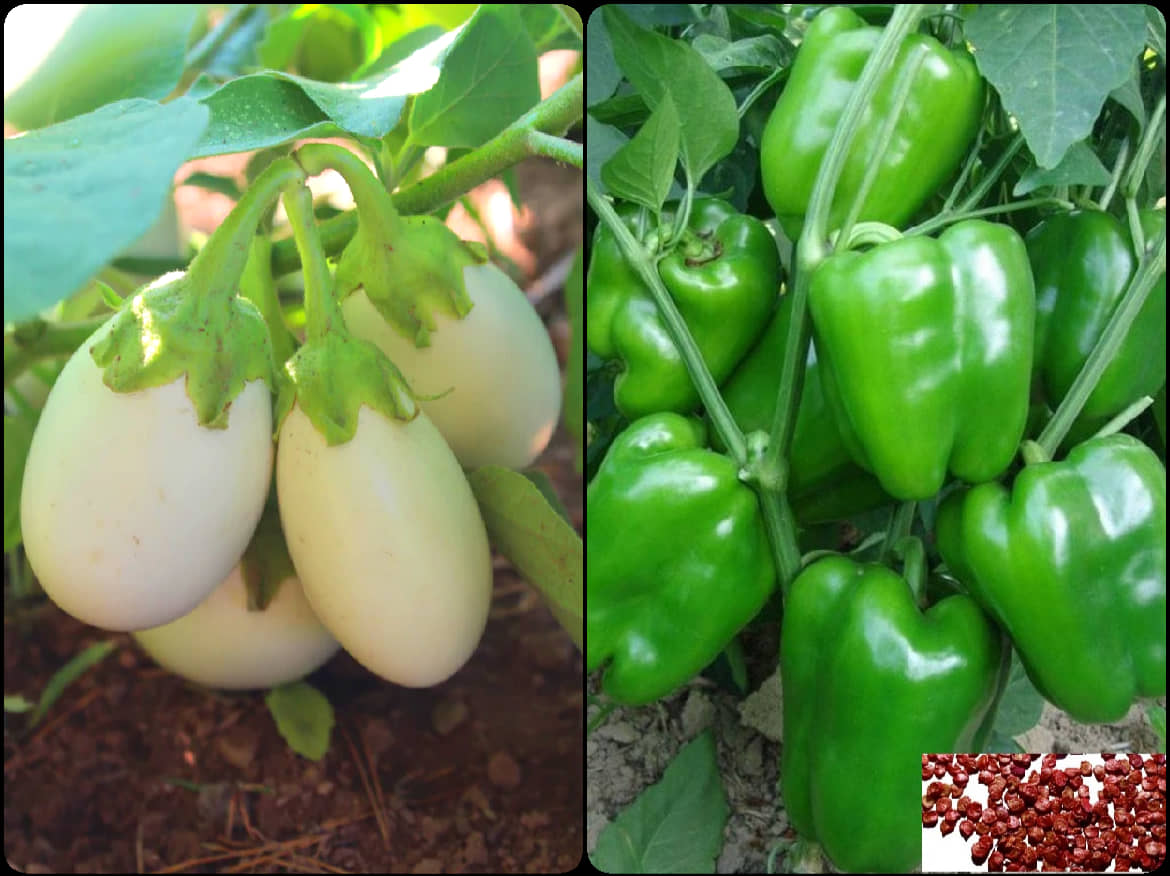 sky star agro & co. - Brinjal Vegetable ( 100 Seeds )