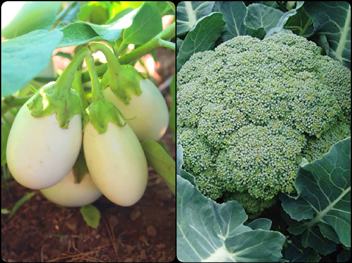 sky star agro & co. - Brinjal Vegetable ( 100 Seeds )