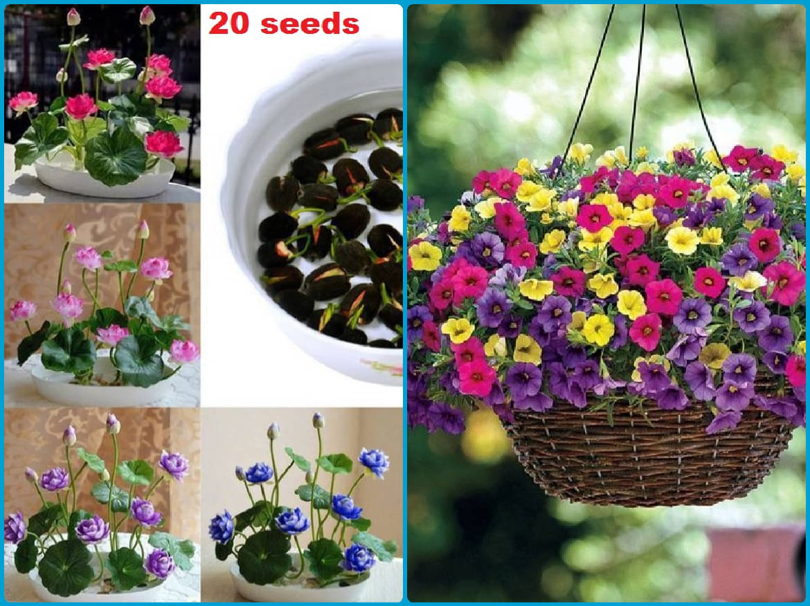     			homeagro - Combo of Lotus Flower Mix Colors ( 20 seed ) and Petunia Flower mix ( 50 seed)