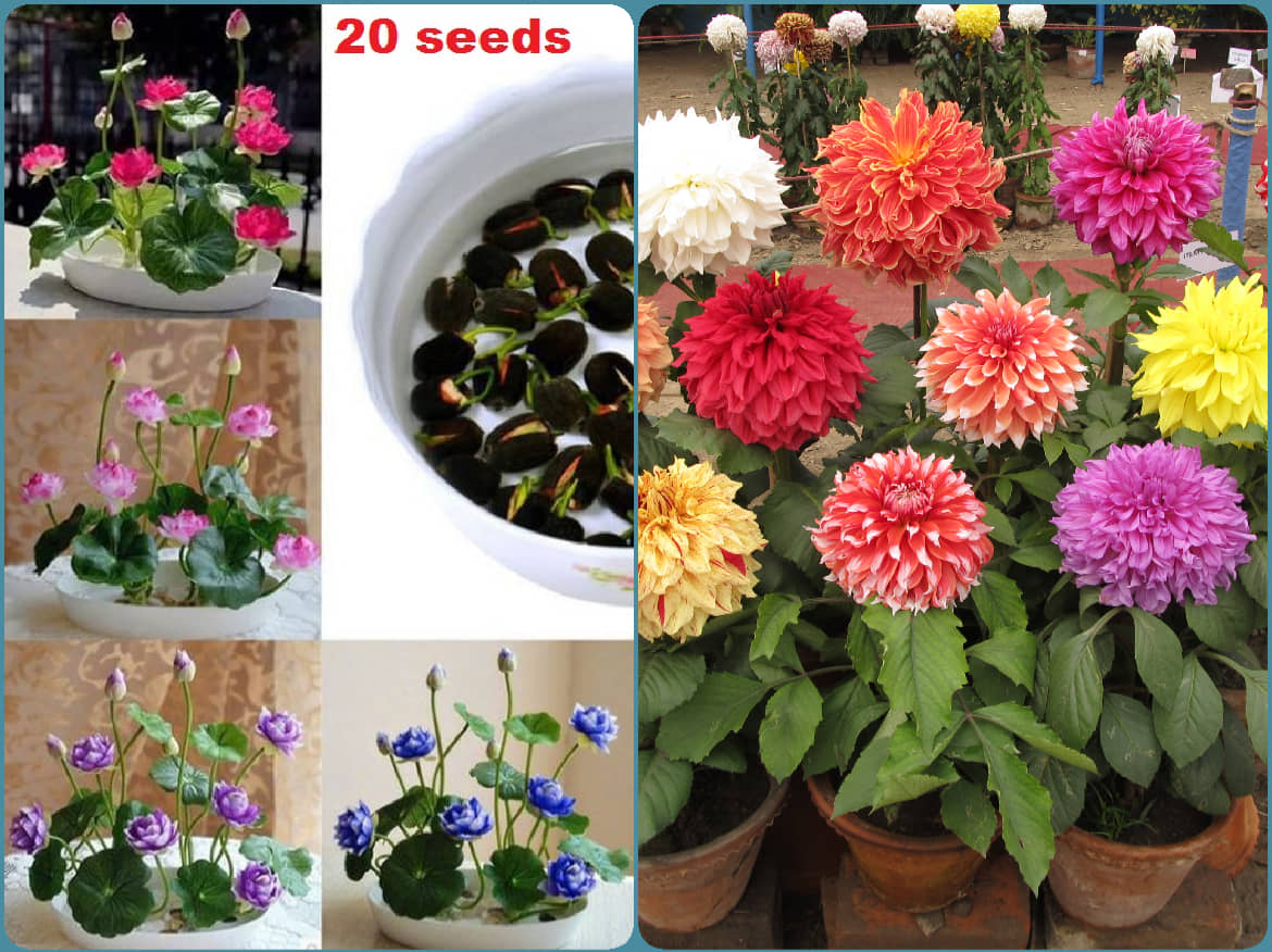 homeagro - Combo of Lotus Flower Mix Colors ( 20 seed ) and Dahlia Mixed Flower ( 25 Seeds )