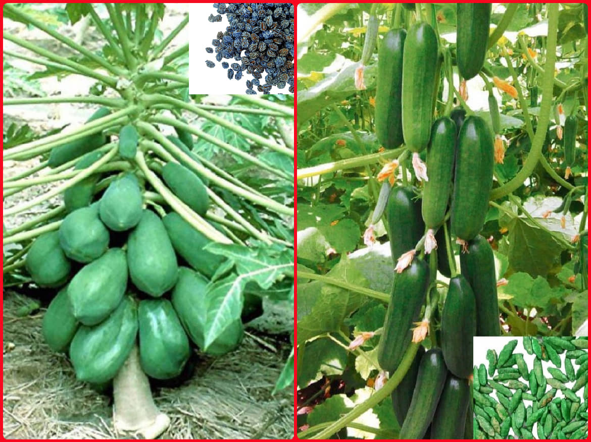 homeagro - Combo of Papaya F1 Hybrid Fruit ( 50 seed ) and Cucumber Vegetable ( 50 seed)