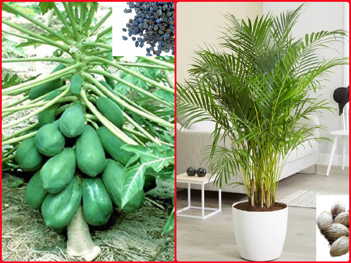 homeagro - Combo of Papaya F1 Hybrid Fruit ( 50 seed ) and Cucumber Vegetable ( 50 seed)