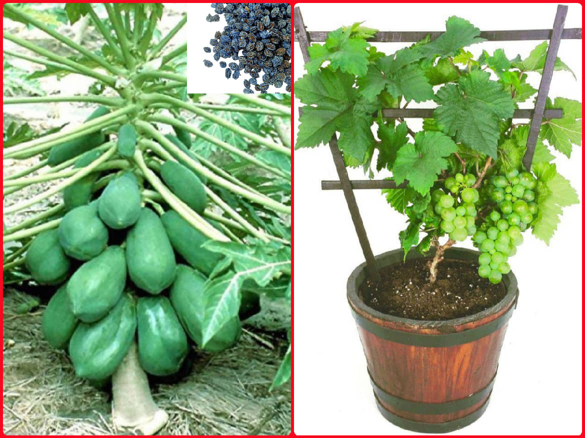 homeagro - Combo of Papaya F1 Hybrid Fruit ( 50 seed ) and Cucumber Vegetable ( 50 seed)