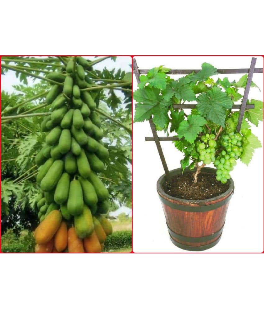 sky star agro & co. - Papaya Fruit ( 50 Seeds )