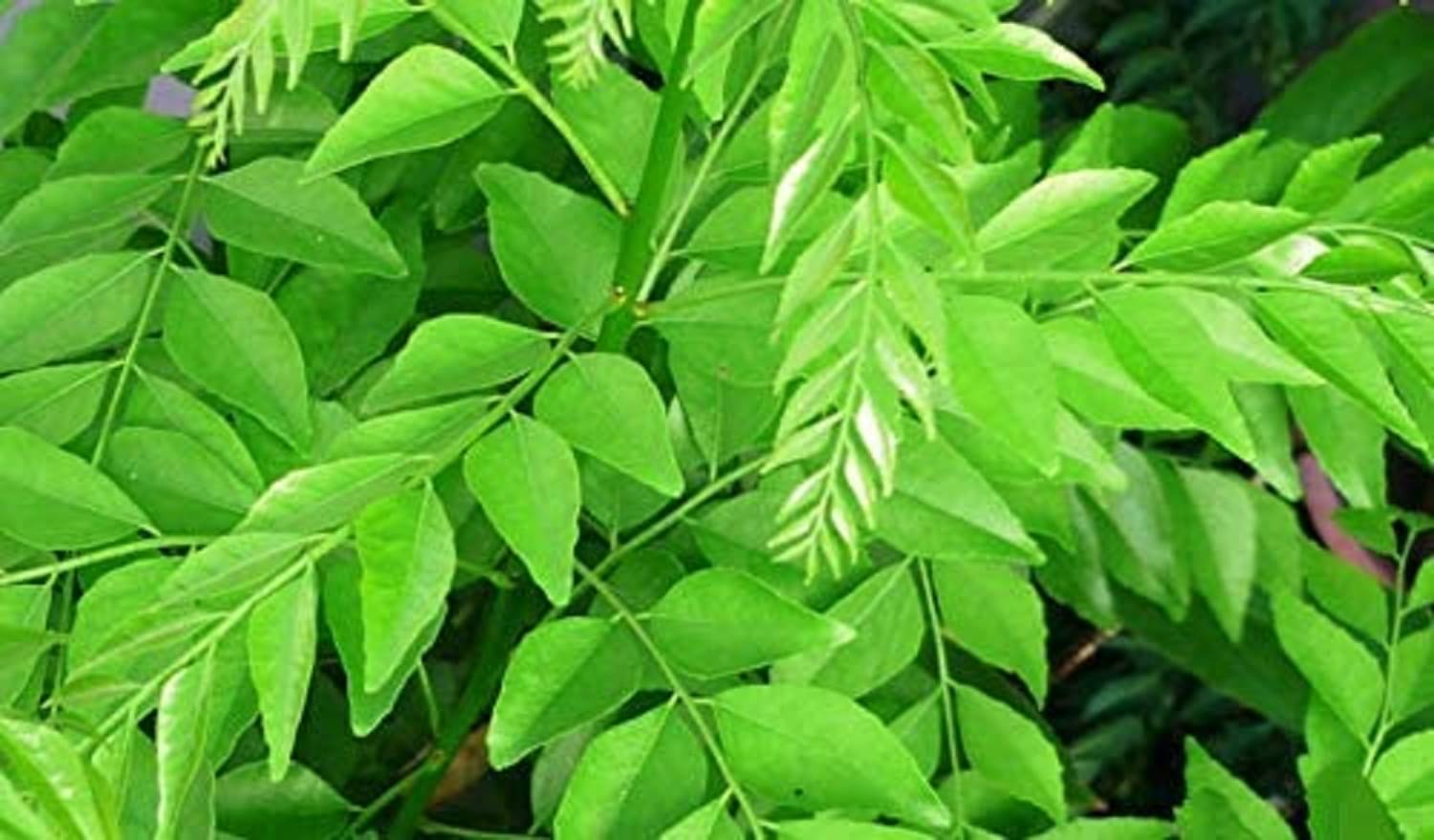     			CLASSIC GREEN EARTH - Celery Herb ( 100 Seeds )