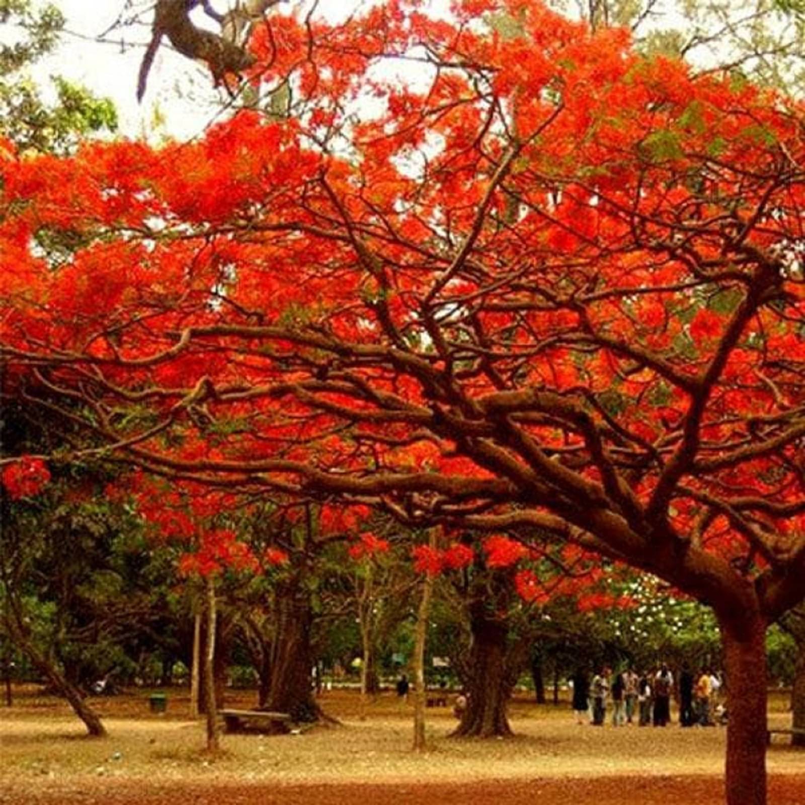     			CLASSIC GREEN EARTH - Gulmohar Flower ( 15 Seeds )