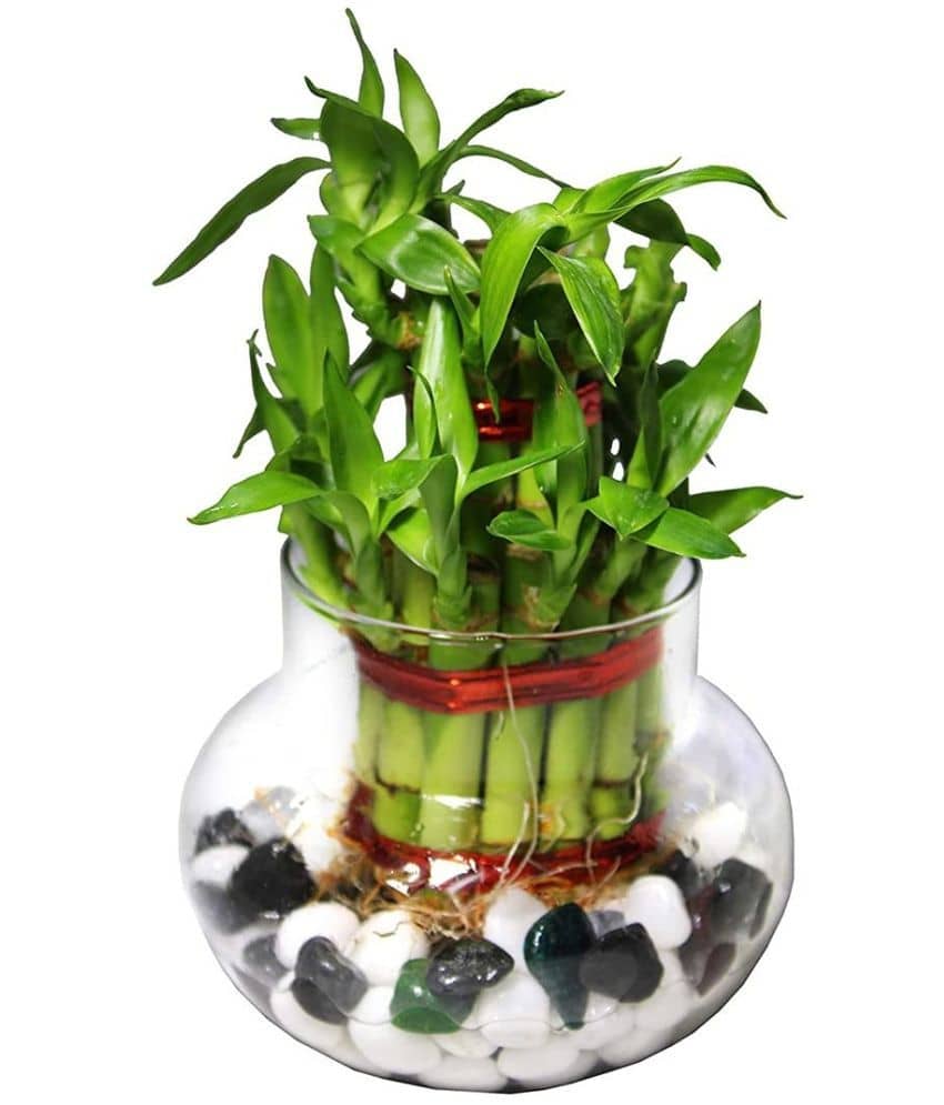 Green plant indoor - Green Wild Artificial Flowers With Pot ( Pack of 1 )