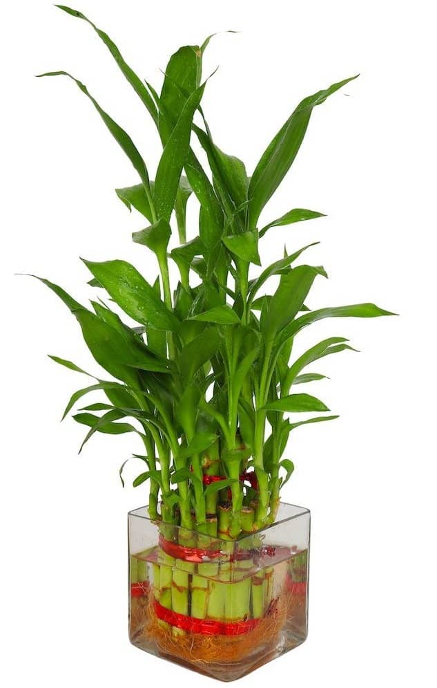Green plant indoor - Green Wild Artificial Flowers With Pot ( Pack of 1 )