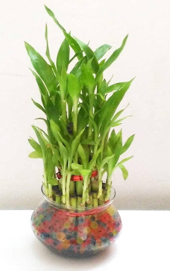 Green plant indoor - Green Wild Artificial Flowers With Pot ( Pack of 1 )