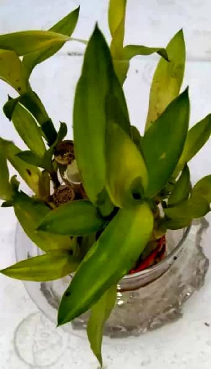 Green plant indoor - Green Wild Artificial Flowers With Pot ( Pack of 1 )