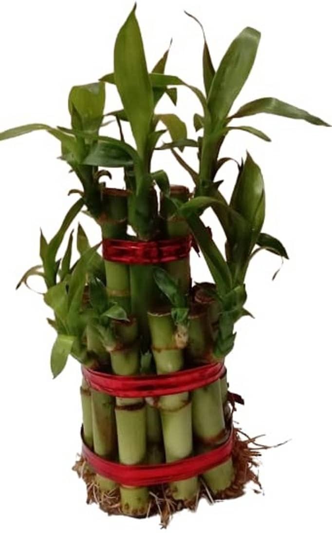 Green plant indoor - Green Wild Artificial Flowers With Pot ( Pack of 1 )