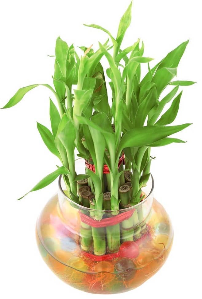 Green plant indoor - Green Wild Artificial Flower ( Pack of 1 )