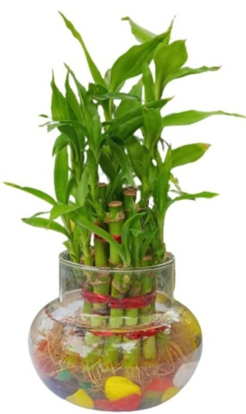 Green plant indoor - Green Wild Artificial Flowers With Pot ( Pack of 1 )