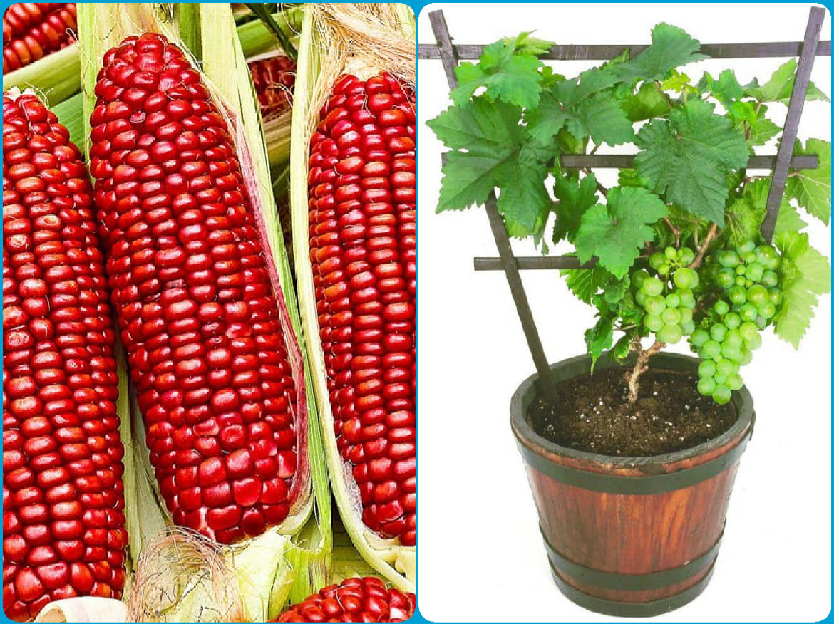 homeagro - Kantola Vegetable ( 20 Seeds )