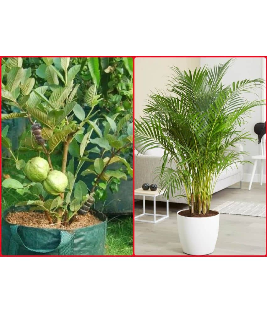 homeagro - Guava Fruit ( 50 Seeds )