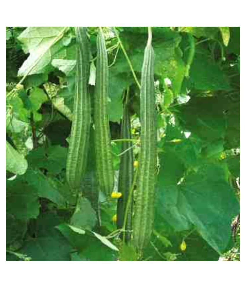 Recron Seeds - Ridge Gourd (Toree) Vegetable ( 50 Seeds )