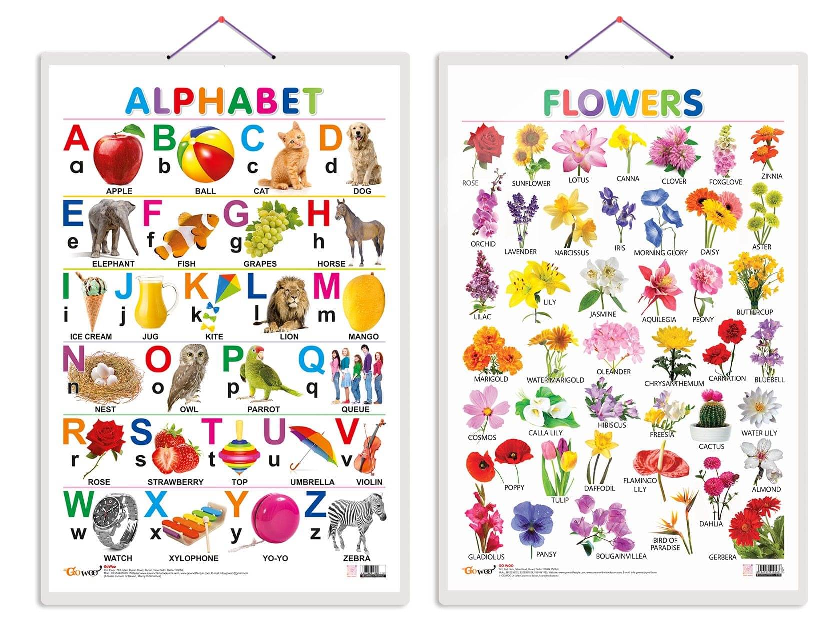 Set of 2 Alphabet and Flowers Early Learning Educational Charts for Kids | 20"X30" inch |Non-Tearable and Waterproof | Double Sided Laminated | Perfect for Homeschooling, Kindergarten and Nursery Students Set of 2 Alphabet and Flowers Early Learning Educational Charts for Kids | 20"X30" inch |Non-Tearable and Waterproof | Double Sided Laminated | Perfect for Homeschooling, Kindergarten and Nursery Students