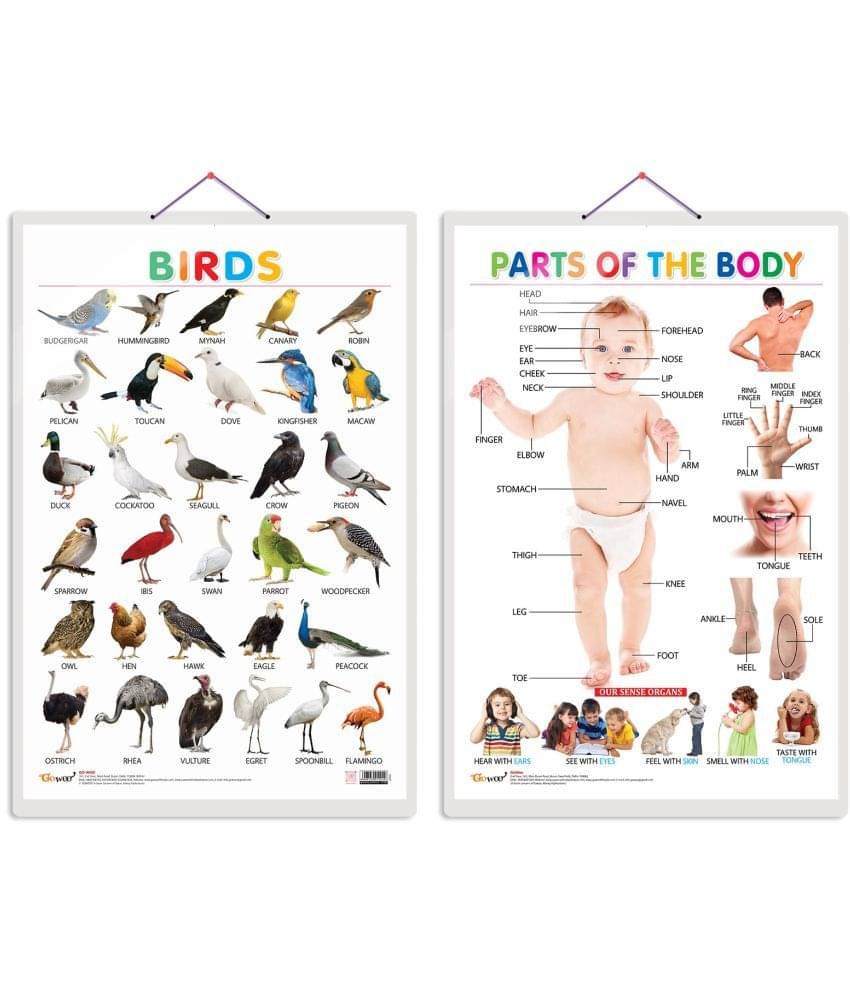 Set of 2 Birds and Parts of the Body Early Learning Educational Charts for Kids | 20"X30" inch |Non-Tearable and Waterproof | Double Sided Laminated | Perfect for Homeschooling, Kindergarten and Nursery Students Set of 2 Birds and Parts of the Body Early Learning Educational Charts for Kids | 20"X30" inch |Non-Tearable and Waterproof | Double Sided Laminated | Perfect for Homeschooling, Kindergarten and Nursery Students