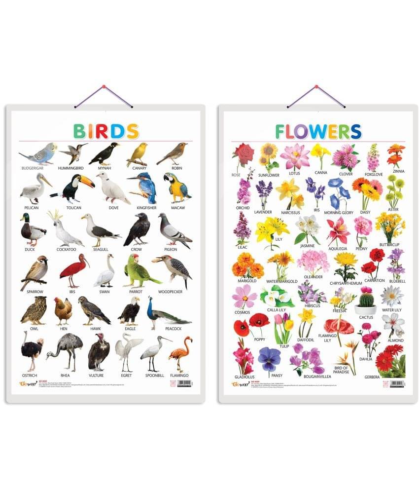 Set of 2 Birds and Flowers Early Learning Educational Charts for Kids | 20"X30" inch |Non-Tearable and Waterproof | Double Sided Laminated | Perfect for Homeschooling, Kindergarten and Nursery Students Set of 2 Birds and Flowers Early Learning Educational Charts for Kids | 20"X30" inch |Non-Tearable and Waterproof | Double Sided Laminated | Perfect for Homeschooling, Kindergarten and Nursery Students