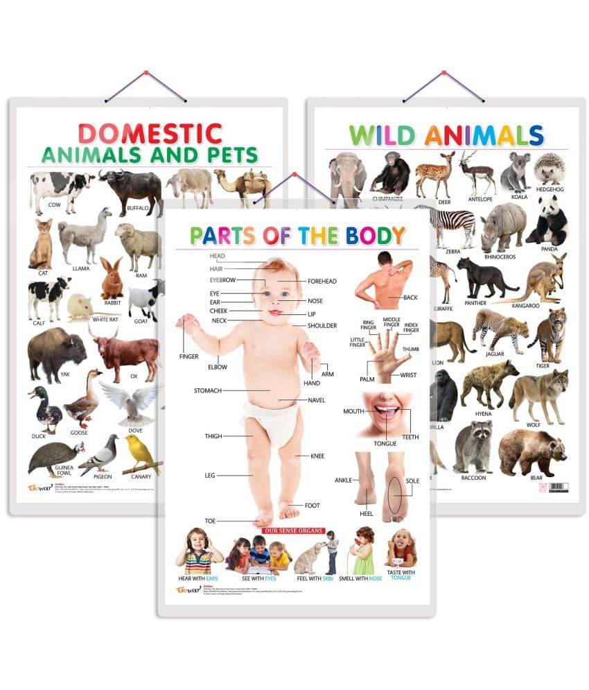 Set of 3 Domestic Animals and Pets, Wild Animals and Parts of the Body Early Learning Educational Charts for Kids | 20"X30" inch |Non-Tearable and Waterproof | Double Sided Laminated | Perfect for Homeschooling, Kindergarten and Nursery Students     			Set of 3 Domestic Animals and Pets, Wild Animals and Parts of the Body Early Learning Educational Charts for Kids | 20"X30" inch |Non-Tearable and Waterproof | Double Sided Laminated | Perfect for Homeschooling, Kindergarten and Nursery Students