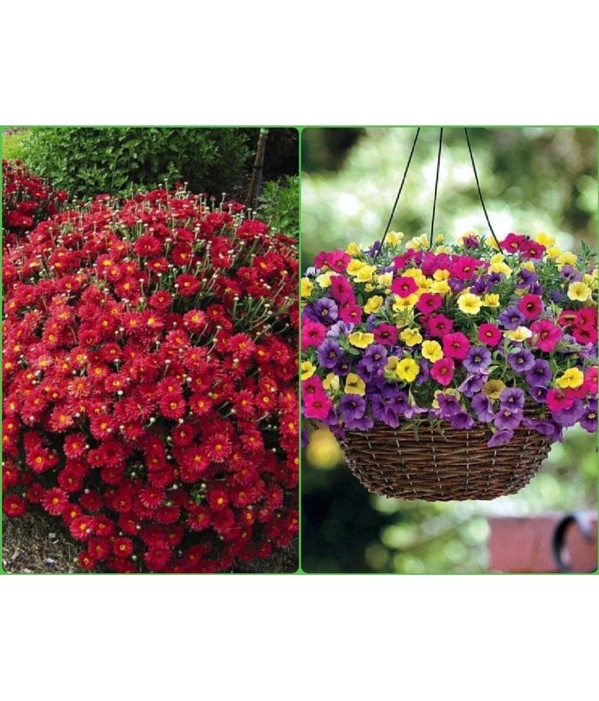 sky star agro Seeds Combo - Chrysanthemum Mix Flower ( 50 seed ) and Petunia flower Mix ( 50 seed) sky star agro Seeds Combo - Chrysanthemum Mix Flower ( 50 seed ) and Petunia flower Mix ( 50 seed)