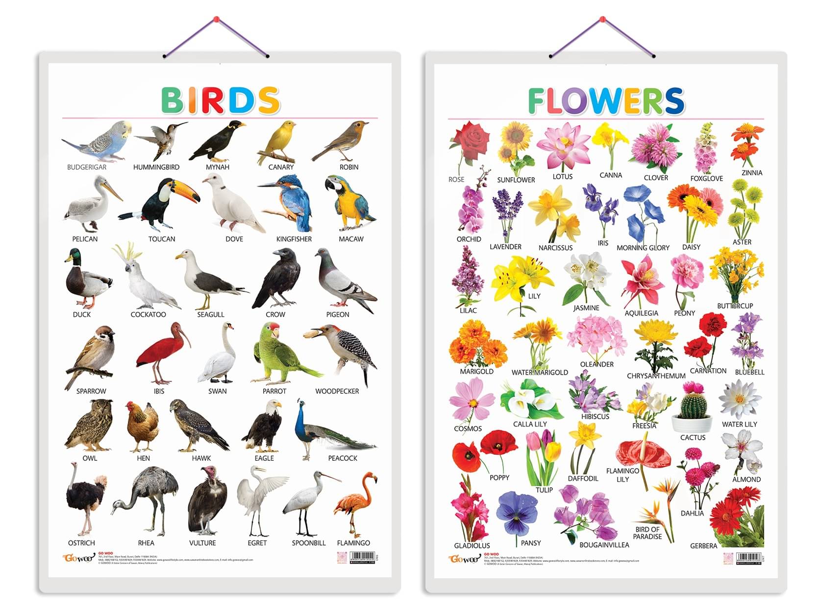 Set of 2 Birds and Flowers Early Learning Educational Charts for Kids | 20"X30" inch |Non-Tearable and Waterproof | Double Sided Laminated | Perfect for Homeschooling, Kindergarten and Nursery Students Set of 2 Birds and Flowers Early Learning Educational Charts for Kids | 20"X30" inch |Non-Tearable and Waterproof | Double Sided Laminated | Perfect for Homeschooling, Kindergarten and Nursery Students