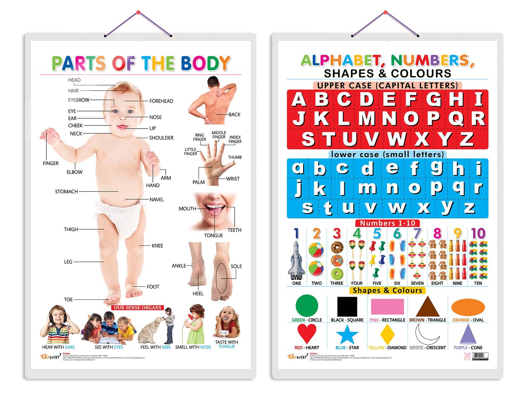Set of 2 Parts of the Body and Alphabet, Numbers, Shapes & Colours Early Learning Educational Charts for Kids | 20"X30" inch |Non-Tearable and Waterproof | Double Sided Laminated | Perfect for Homeschooling, Kindergarten and Nursery Students Set of 2 Parts of the Body and Alphabet, Numbers, Shapes & Colours Early Learning Educational Charts for Kids | 20"X30" inch |Non-Tearable and Waterproof | Double Sided Laminated | Perfect for Homeschooling, Kindergarten and Nursery Students
