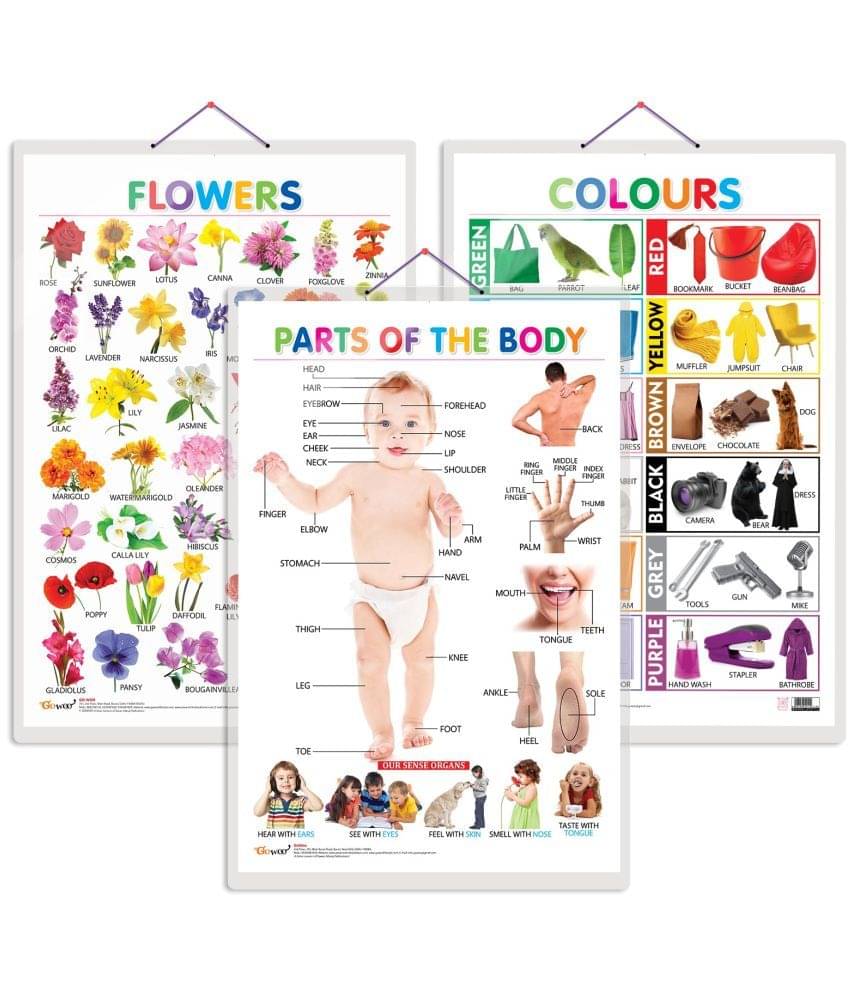 Set of 3 Flowers, Colours and Parts of the Body Early Learning Educational Charts for Kids | 20"X30" inch |Non-Tearable and Waterproof | Double Sided Laminated | Perfect for Homeschooling, Kindergarten and Nursery Students Set of 3 Flowers, Colours and Parts of the Body Early Learning Educational Charts for Kids | 20"X30" inch |Non-Tearable and Waterproof | Double Sided Laminated | Perfect for Homeschooling, Kindergarten and Nursery Students