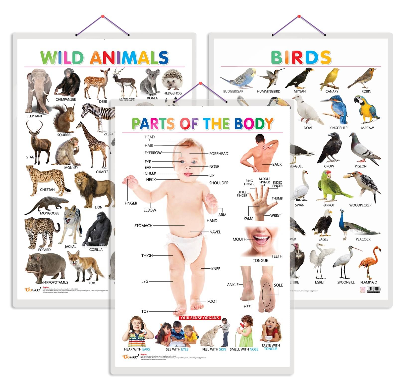 Set of 3 Wild Animals, Birds and Parts of the Body Early Learning Educational Charts for Kids | 20"X30" inch |Non-Tearable and Waterproof | Double Sided Laminated | Perfect for Homeschooling, Kindergarten and Nursery Students Set of 3 Wild Animals, Birds and Parts of the Body Early Learning Educational Charts for Kids | 20"X30" inch |Non-Tearable and Waterproof | Double Sided Laminated | Perfect for Homeschooling, Kindergarten and Nursery Students