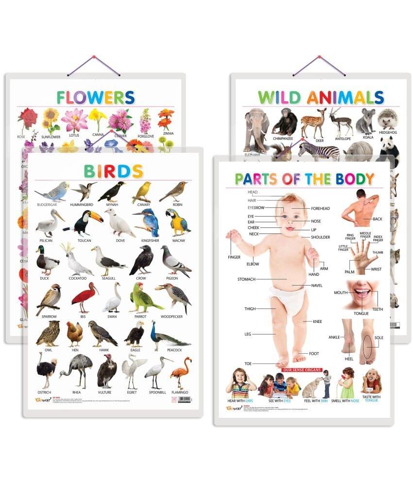 Set of 4 Wild Animals, Birds, Flowers and Parts of the Body Early Learning Educational Charts for Kids | 20"X30" inch |Non-Tearable and Waterproof | Double Sided Laminated | Perfect for Homeschooling, Kindergarten and Nursery Students Set of 4 Wild Animals, Birds, Flowers and Parts of the Body Early Learning Educational Charts for Kids | 20"X30" inch |Non-Tearable and Waterproof | Double Sided Laminated | Perfect for Homeschooling, Kindergarten and Nursery Students
