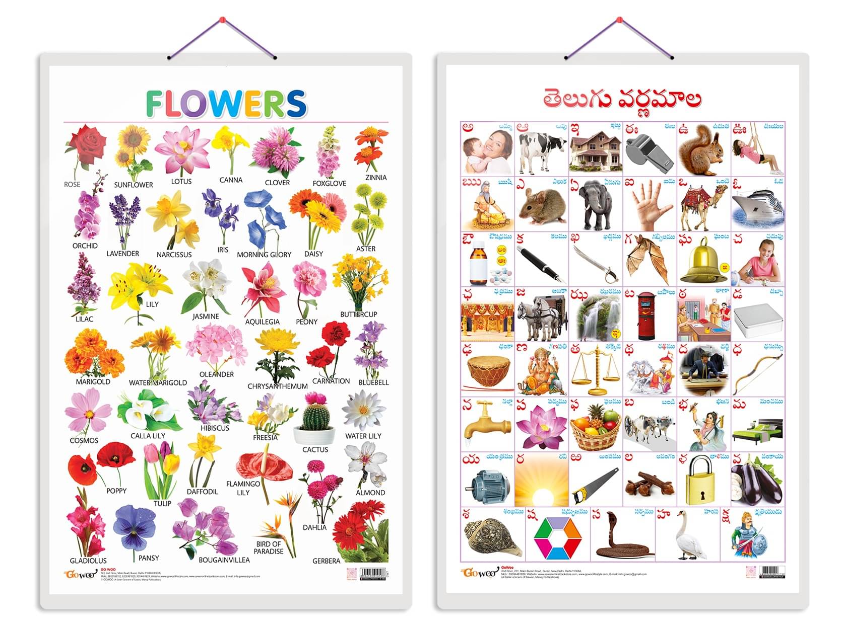     			Set of 2 Flowers and Telugu Alphabet (Telugu) Early Learning Educational Charts for Kids | 20"X30" inch |Non-Tearable and Waterproof | Double Sided Laminated | Perfect for Homeschooling, Kindergarten and Nursery Students