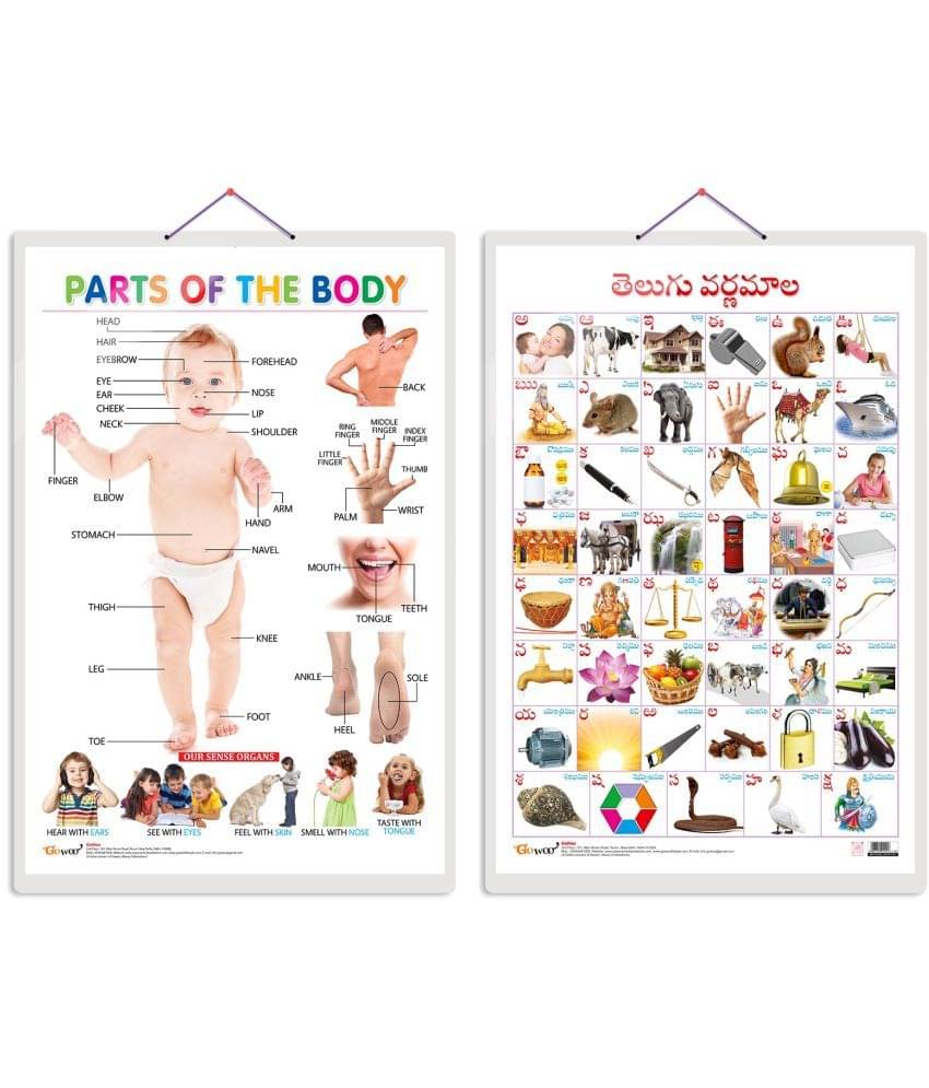     			Set of 2 Parts of the Body and Telugu Alphabet (Telugu) Early Learning Educational Charts for Kids | 20"X30" inch |Non-Tearable and Waterproof | Double Sided Laminated | Perfect for Homeschooling, Kindergarten and Nursery Students