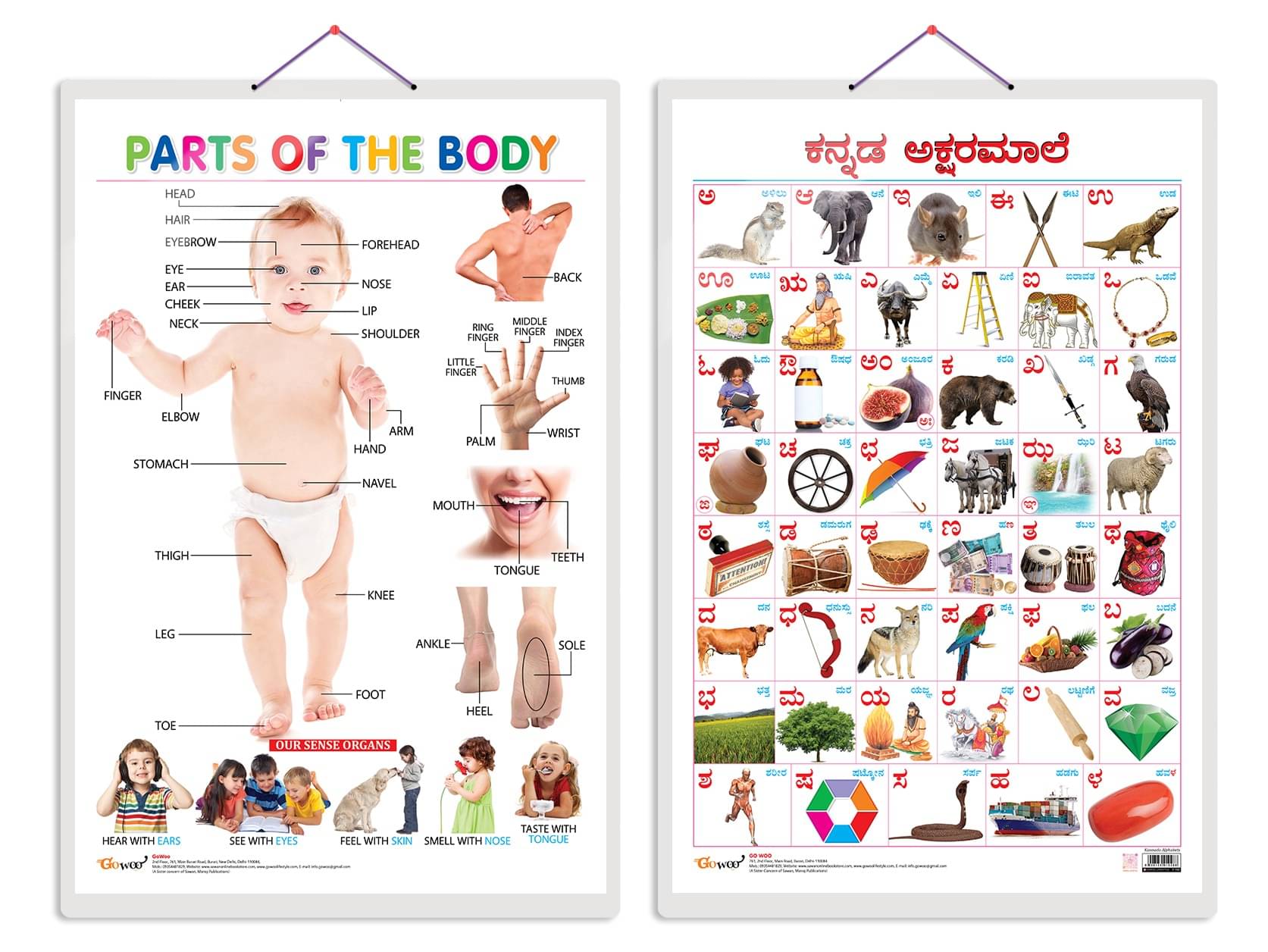 Set of 2 Parts of the Body and Kannada Alphabet Early Learning Educational Charts for Kids | 20"X30" inch |Non-Tearable and Waterproof | Double Sided Laminated | Perfect for Homeschooling, Kindergarten and Nursery Students Set of 2 Parts of the Body and Kannada Alphabet Early Learning Educational Charts for Kids | 20"X30" inch |Non-Tearable and Waterproof | Double Sided Laminated | Perfect for Homeschooling, Kindergarten and Nursery Students