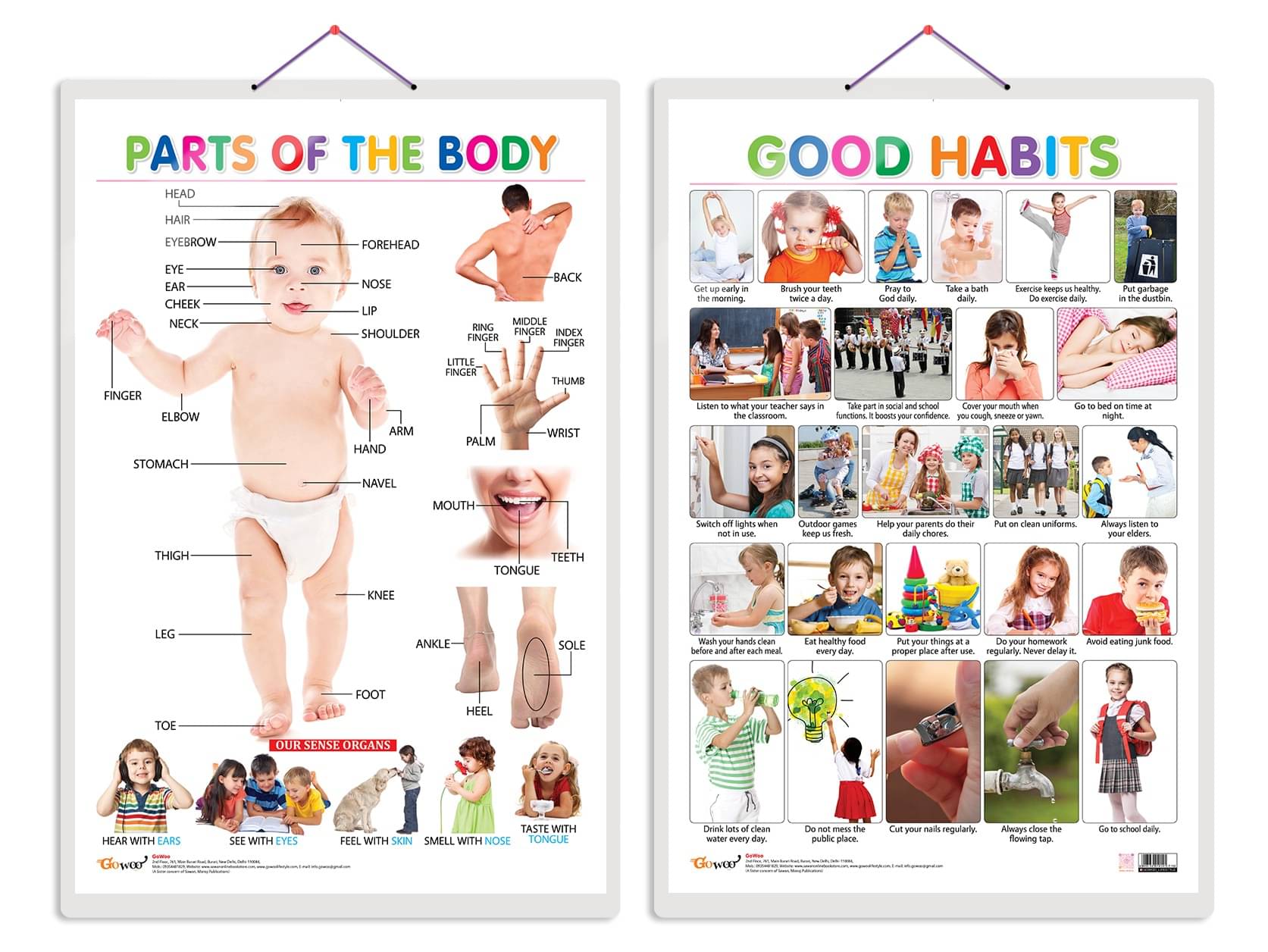 Set of 2 Parts of the Body and Good Habits Early Learning Educational Charts for Kids | 20"X30" inch |Non-Tearable and Waterproof | Double Sided Laminated | Perfect for Homeschooling, Kindergarten and Nursery Students Set of 2 Parts of the Body and Good Habits Early Learning Educational Charts for Kids | 20"X30" inch |Non-Tearable and Waterproof | Double Sided Laminated | Perfect for Homeschooling, Kindergarten and Nursery Students