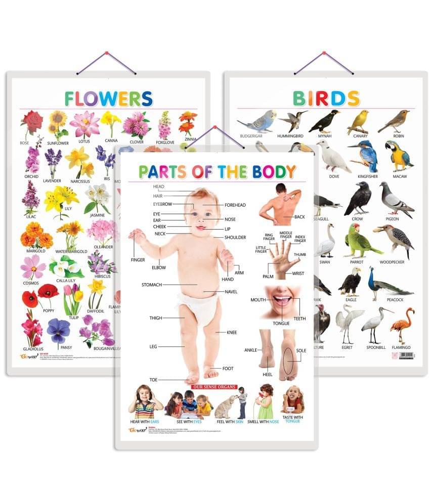 Set of 3 Birds, Flowers and Parts of the Body Early Learning Educational Charts for Kids | 20"X30" inch |Non-Tearable and Waterproof | Double Sided Laminated | Perfect for Homeschooling, Kindergarten and Nursery Students Set of 3 Birds, Flowers and Parts of the Body Early Learning Educational Charts for Kids | 20"X30" inch |Non-Tearable and Waterproof | Double Sided Laminated | Perfect for Homeschooling, Kindergarten and Nursery Students