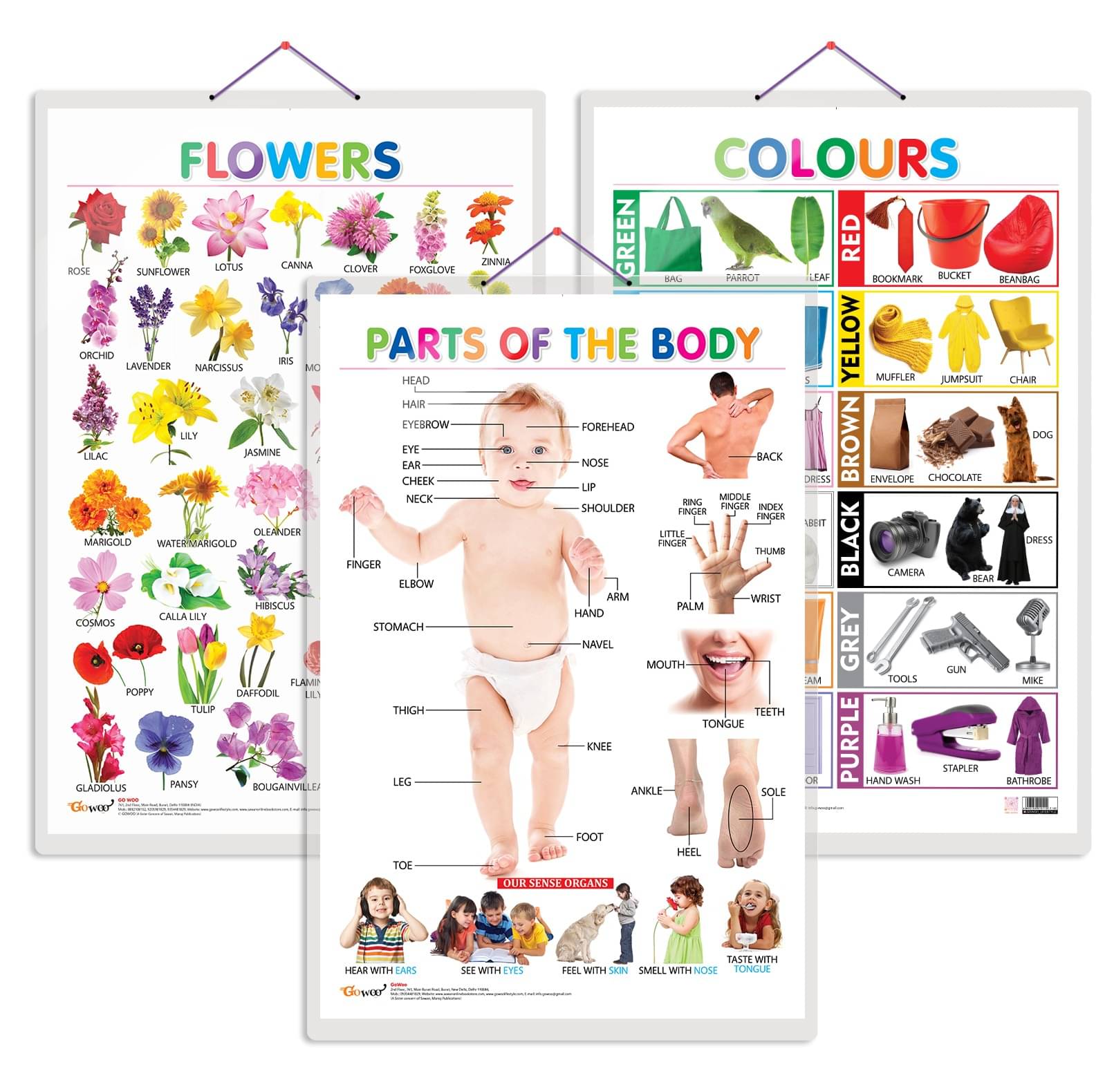     			Set of 3 Flowers, Colours and Parts of the Body Early Learning Educational Charts for Kids | 20"X30" inch |Non-Tearable and Waterproof | Double Sided Laminated | Perfect for Homeschooling, Kindergarten and Nursery Students
