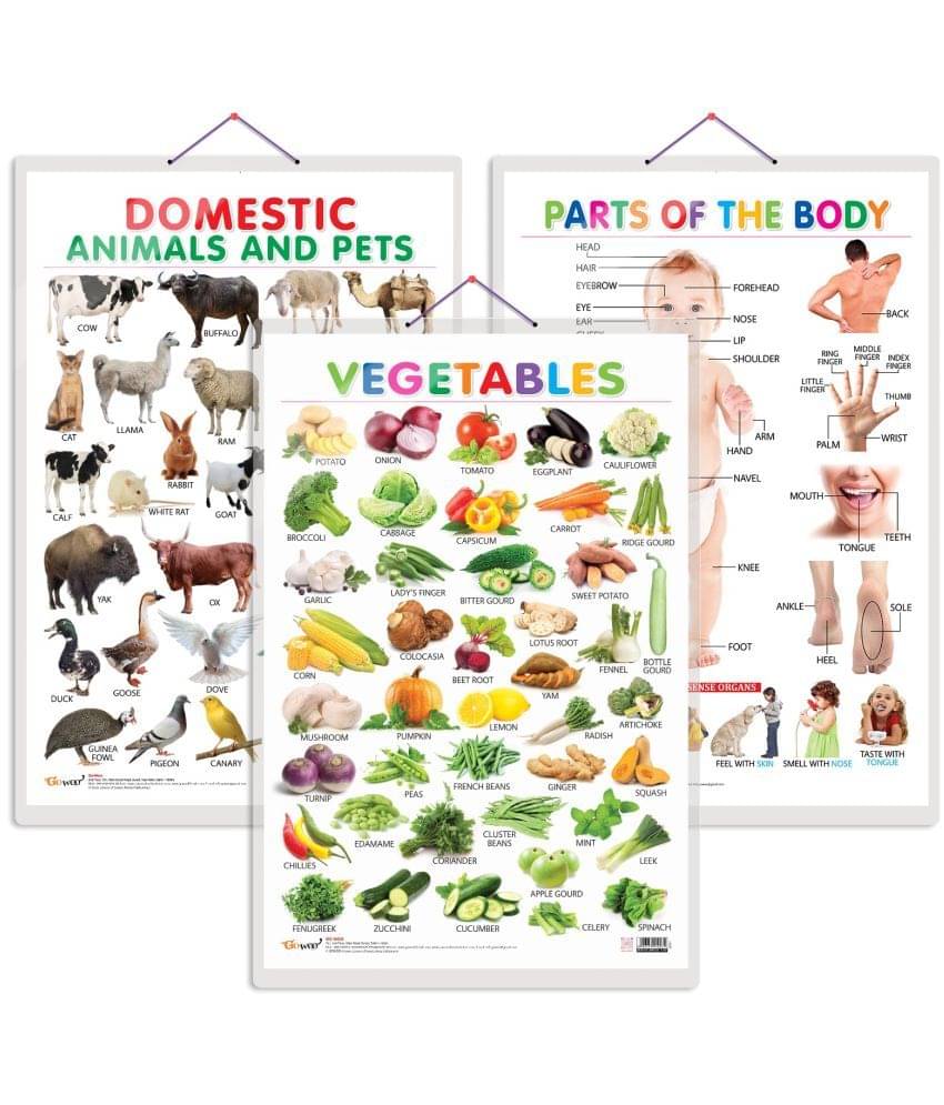 Set of 3 Vegetables, Domestic Animals and Pets and Parts of the Body Early Learning Educational Charts for Kids | 20"X30" inch |Non-Tearable and Waterproof | Double Sided Laminated | Perfect for Homeschooling, Kindergarten and Nursery Students Set of 3 Vegetables, Domestic Animals and Pets and Parts of the Body Early Learning Educational Charts for Kids | 20"X30" inch |Non-Tearable and Waterproof | Double Sided Laminated | Perfect for Homeschooling, Kindergarten and Nursery Students