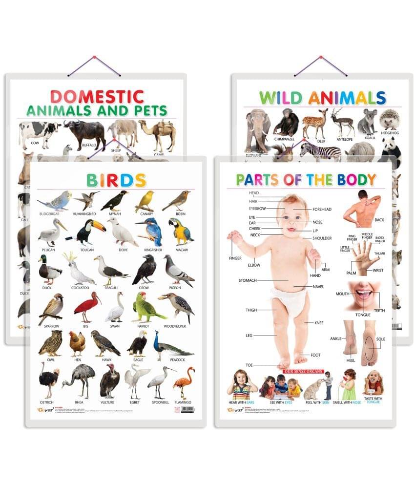 Set of 4 Domestic Animals and Pets, Wild Animals, Birds and Parts of the Body Early Learning Educational Charts for Kids | 20"X30" inch |Non-Tearable and Waterproof | Double Sided Laminated | Perfect for Homeschooling, Kindergarten and Nursery Students Set of 4 Domestic Animals and Pets, Wild Animals, Birds and Parts of the Body Early Learning Educational Charts for Kids | 20"X30" inch |Non-Tearable and Waterproof | Double Sided Laminated | Perfect for Homeschooling, Kindergarten and Nursery Students