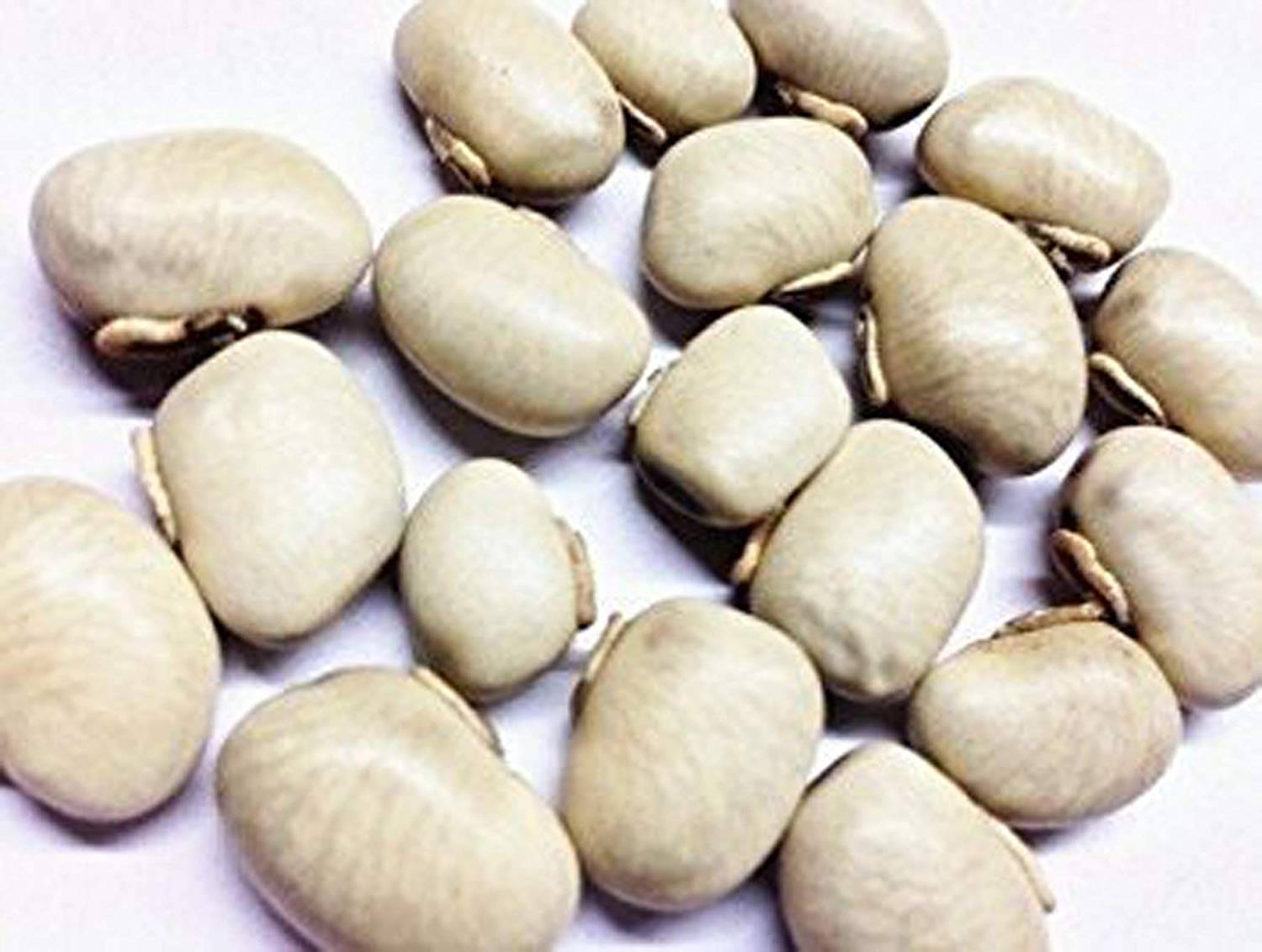     			VINARGHYA White Kaunch / Safed Kaunch Beej / Mucuna Pruriens / Konch / Kavach 200 gm