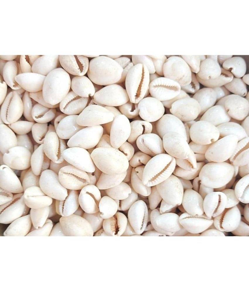     			VINARGHYA Safed Laxmi Kaudi Seed / White Cowry / Dudha Kawadi / Kawdi / Kowdi 108 no.s